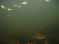 Striuntius lateristriga