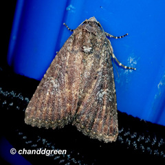 Condica illecta