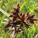 Cyperus nitidus - Photo (c) David Hoare, some rights reserved (CC BY-NC), uploaded by David Hoare