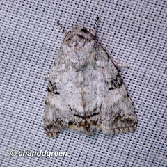 Blenina quinaria