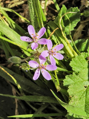 Erodium moschatum