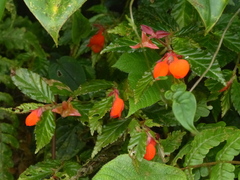 Begonia tetrandra