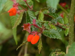 Begonia tetrandra