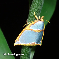 Titulcia confictella