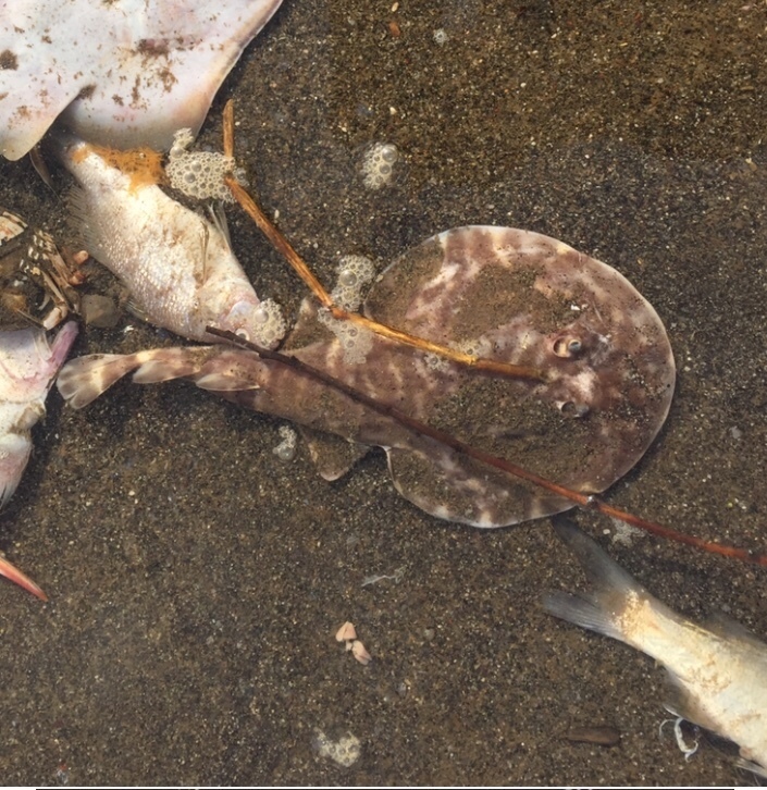 Vermiculate Electric Ray