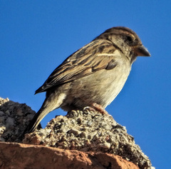 Passer domesticus