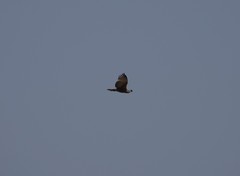 Circaetus