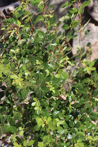 Image of Searsia populifolia by (c) Tony Rebelo, some rights reserved (CC BY-SA)
