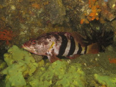 Hypoplectrodes nigroruber