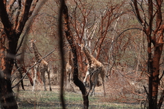 Giraffa camelopardalis antiquorum