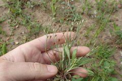 Juncus bufonius