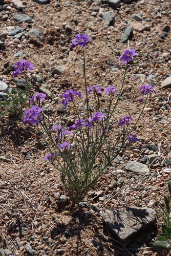 Image of Heliophila trifurca by (c) Tony Rebelo, some rights reserved (CC BY-SA)