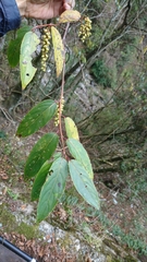 Stachyurus himalaicus