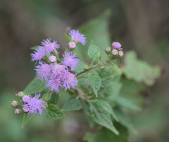 Tamaulipa azurea
