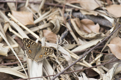 Junonia lemonias aenaria