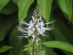 Orthosiphon aristatus