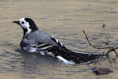 Motacilla alba