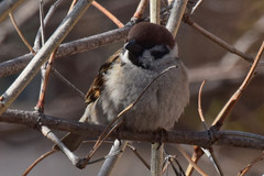 Passer montanus