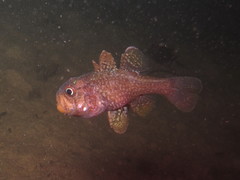 Vincentia novaehollandiae