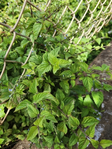 Salvia occidentalis observed 2023-09-15