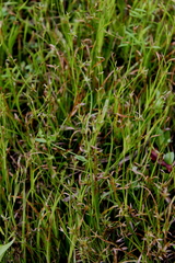 Juncus repens