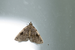 Sinarella nigrisigna