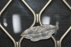 Cyclidia substigmaria