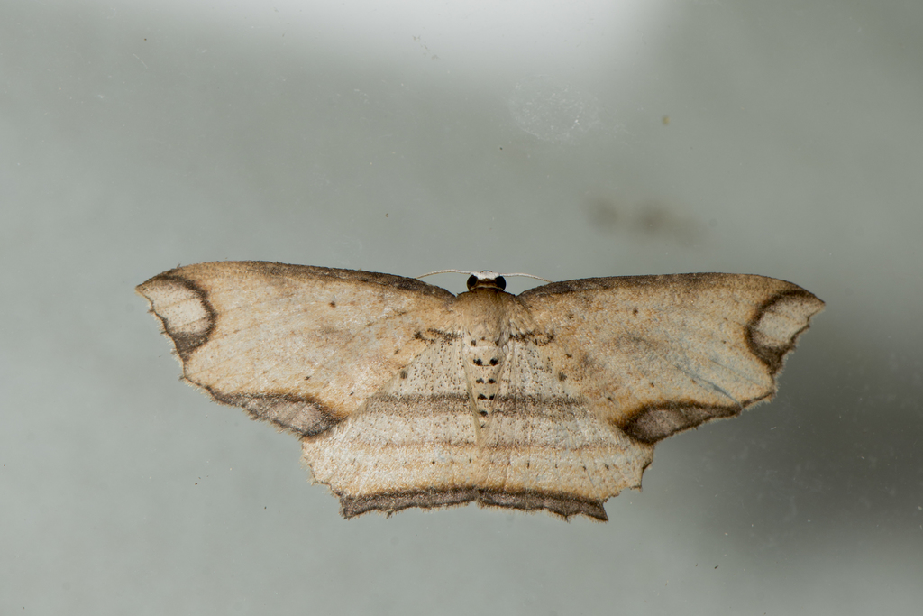 Eschatarchia