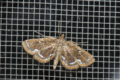 Cymoriza
