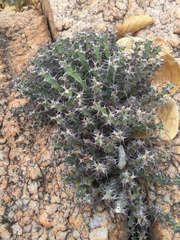 Euphorbia schinzii