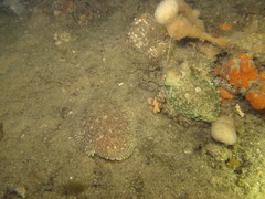 Aseraggodes lenisquamis