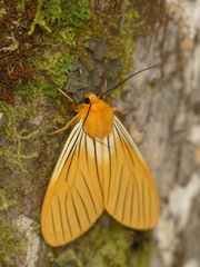 Pseudischnocampa nervosa