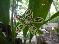 Grammatophyllum