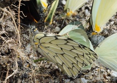 Hesperocharis marchalii
