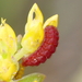 Callophrys mossii hidakupa - Photo (c) bdog, algunos derechos reservados (CC BY-NC), subido por bdog