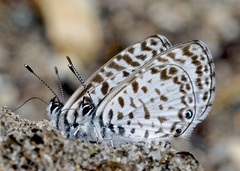 Leptotes bathyllos