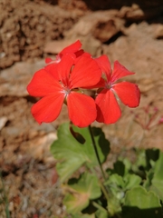 Pelargonium inquinans