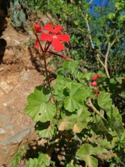 Pelargonium inquinans