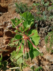 Pelargonium inquinans
