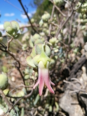 Cotyledon woodii
