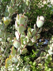 Cotyledon woodii