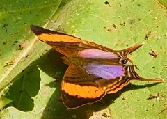 Marpesia corinna