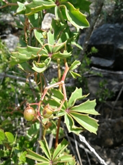 Cyphostemma quinatum