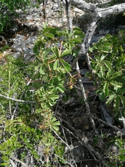 Cyphostemma quinatum