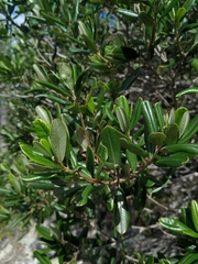 Ozoroa mucronata