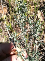 Teucrium marum