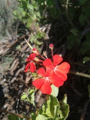 Pelargonium inquinans