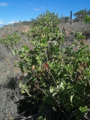 Pelargonium inquinans
