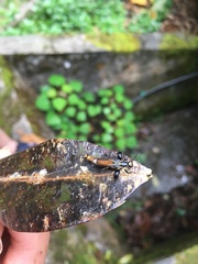 Ichthyurus shelfordi