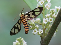 Amata lucerna